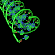 cartoon_nucleic_acid_mode,1