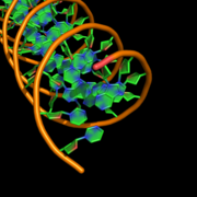 cartoon_nucleic_acid_mode,4
