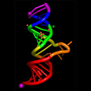 Example Nuccyl II