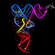 Example Nuccyl Image