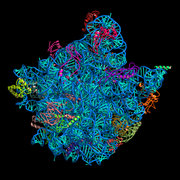 Example Nuccyl III