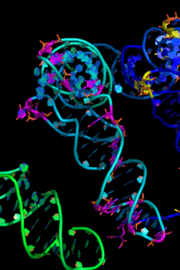 Showing Nucleic Acids