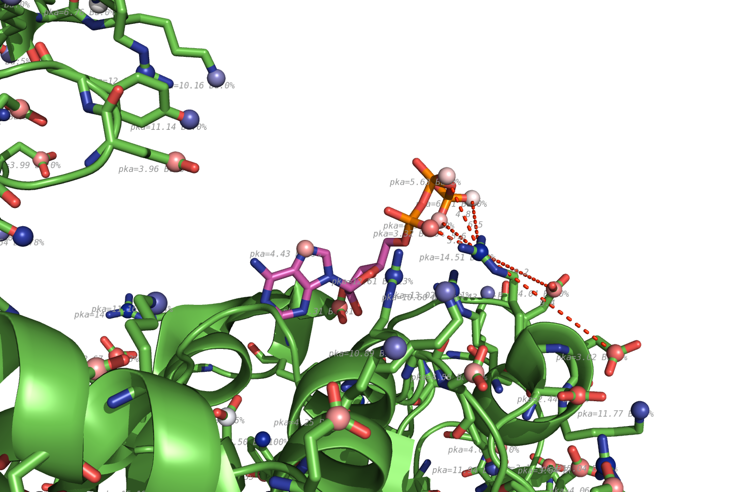 propka used on 1HP1, zoom on ATP ligand.