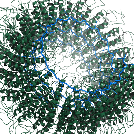 Example creating the biological unit for PDB 1RMV created from fiber diffraction.
