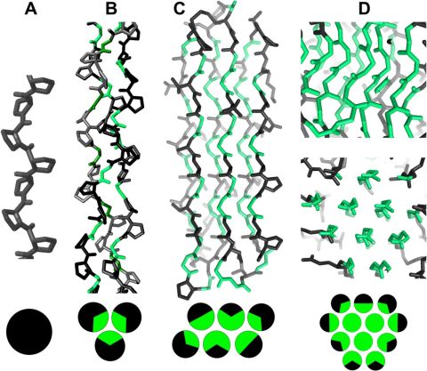 Four panels showing polyproline motifs and packing diagrams.