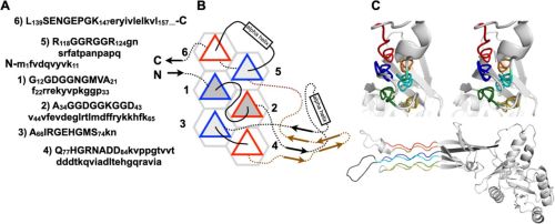Obg GTPase domain with six PPII helices connected by variable segments.