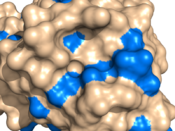 surface_mode set to 1 -- now including heteroatoms. The galactose and all heteroatoms (blue) are now considered part of the surface and colored blue.