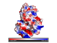PyMOL Charge-smoothed potential (see below)