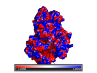 APBS-generated potential (see APBS).