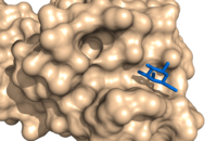 surface_mode set to 0, the default. The galactose (blue) is not considered part of the surface.