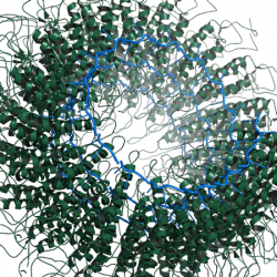 Example creating the biological unit for PDB 1RMV created from fiber diffraction.
