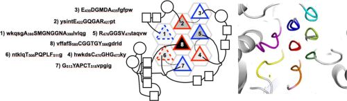 Carboxylases forming compact bundles of short PPII helices.