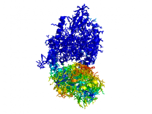 ColorByDisplacementAll used on 1HP1 and 1HPU aligned and colored by distance displacement. Dark blue is low displacement, higher displacements are in orange/yellow/red. Residues not used for alignment should be colored white.