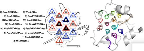 Human ALK extracellular glycine-rich domain with fourteen PPII helices.