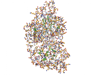 Another version, to show the same thing. The part of the protein which is not surface exposed is in cartoon. The white is the surface "byres" exposed residues shown in sticks. The orange is the atoms which is exposed.